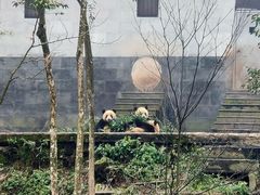 -中国大熊猫保护研究中心雅安碧峰峡基地