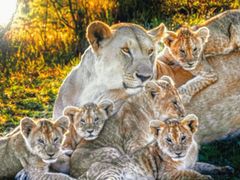 -罗红摄影艺术馆