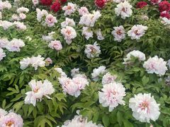 -莲花池公园