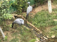 -西霞口神雕山野生动物世界