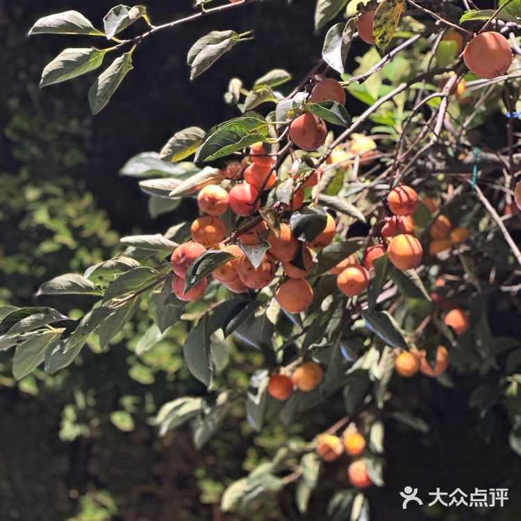 杭州探店-碧桃小馆 在四眼井打卡秋天🍁