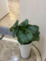 -JUVA欧华医美连锁
