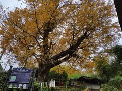 -藏龙百瀑风景区