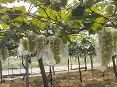 -马陆小张葡萄园农家乐