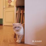 南宁有趣小店·喵庄园