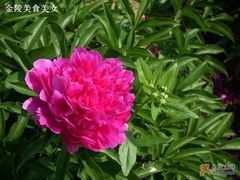 -扬州芍药园(仪征市)