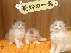 -欣宠猫屋·矮脚拿破仑·蓝金金渐层