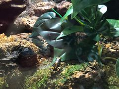 -暹罗海洋世界