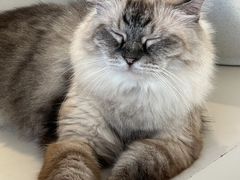 -怪兽屋·羊驼·猫咖·狗咖(俊华广场店)