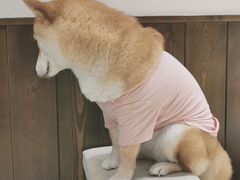 -逗柴咖啡屋·狗咖猫咖宠物桌游
