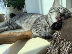 -喜多萌中农锦绣动物医院24H·猫科·牙科MRI·CT