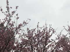 -天适樱花悠乐园