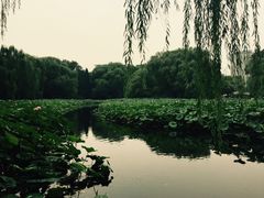 -紫竹院公园冰场