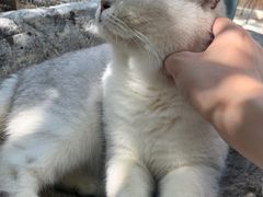 -喵屿·大理花园猫咖