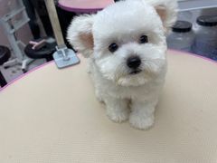 -FAELING PETS美天灵宠物(富力广场店)