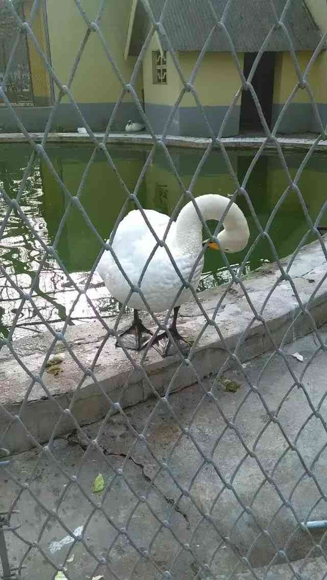 渭滨公园动物园-"真心诚心推荐这个动物园,园里动物园种类.