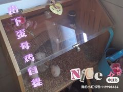 -花鸟鱼虫鲜花绿植市场(玉泉路店)