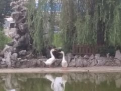 -南汇老顾农家乐采摘大团水蜜桃采摘店
