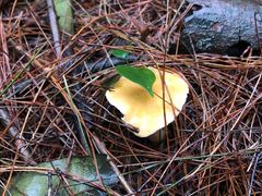 -铁山坪森林公园