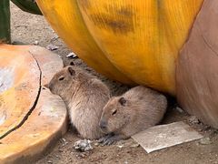 -合肥滨湖国家森林公园