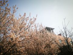 -樱桃沟景区