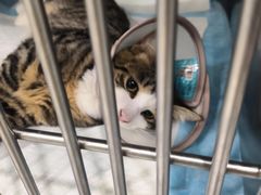 -艾吉宠物医院·疑难杂症转诊中心·猫友好(碧江路院)