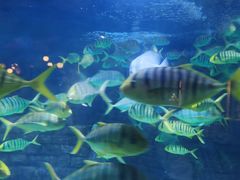 -烟台海昌鲸鲨海洋公园