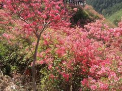 -木兰云雾山