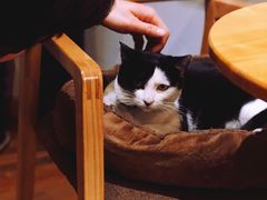 -猫的天空之城概念书店(杭州南宋御街店)