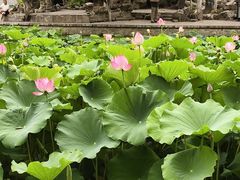 -莲湖公园