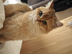 -猫大福·Fortune Cat猫舍(百子湾店)