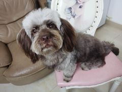 -PETKIT小佩宠物(古北店)