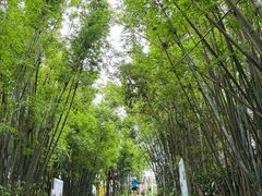 -东莞市大岭山森林公园