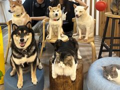 -柴迷FANS CLUB·柴犬狗咖·猫咖