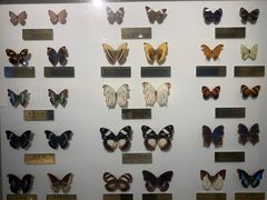 -上海昆虫博物馆