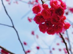 -顾村公园
