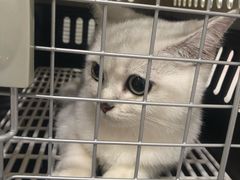 -伟伟宠物医院·CT影像中心·瑞派犬猫综合性门诊(汉口总院)