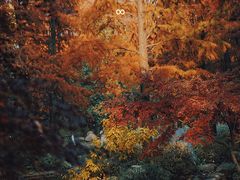 -上海共青森林公园