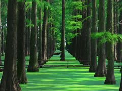 -渌洋湖湿地公园