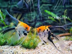 -上海海洋水族馆