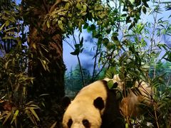 -陕西自然博物馆