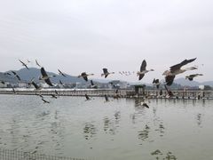 -米果果小镇