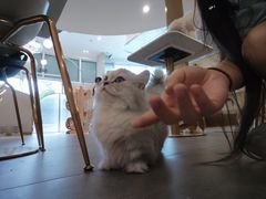 -飞行喵MR PILOT|猫舍·猫咖(静安大融城店)