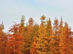 -白鹭湾湿地公园