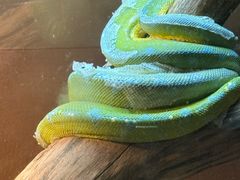 -上海大自然野生昆虫馆(东方明珠·爬宠昆虫探索中心)