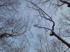 -上海共青森林公园