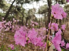 -红螺寺