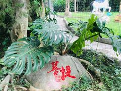 -瑞丽独树成林风景区