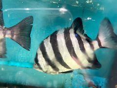 -山珍鲜牛肉火锅本地老字号(汕中老店)