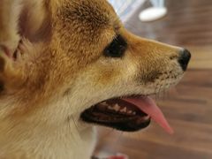 -柯斗斗主题餐厅·狗咖·围炉煮茶·茶饮(国瑞升平里店)